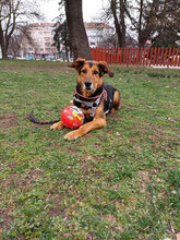 RUMPI, Hund, Mischlingshund in Bulgarien - Bild 6