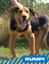 RUMPI, Hund, Mischlingshund in Bulgarien - Bild 7