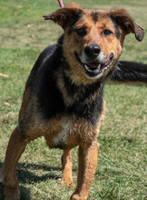 RUMPI, Hund, Mischlingshund in Bulgarien - Bild 8