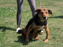 RUMPI, Hund, Mischlingshund in Bulgarien - Bild 9