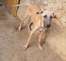 MELODY, Hund, Mischlingshund in Rumänien - Bild 1