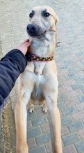 MELODY, Hund, Mischlingshund in Rumänien - Bild 2