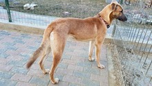 MELODY, Hund, Mischlingshund in Rumänien - Bild 4