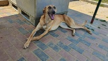 MELODY, Hund, Mischlingshund in Rumänien - Bild 6