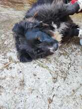 VALERIE, Hund, Mischlingshund in Kroatien - Bild 5