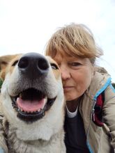 BAILEY, Hund, Mischlingshund in Berlin - Bild 16