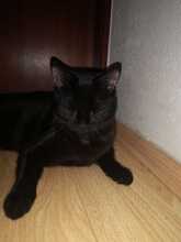 BLACKY, Katze, Europäisch Kurzhaar in Dachau