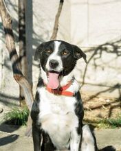 DOTTY, Hund, Mischlingshund in Bulgarien - Bild 1