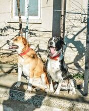 DOTTY, Hund, Mischlingshund in Bulgarien - Bild 2