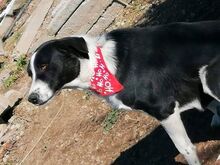 DOTTY, Hund, Mischlingshund in Bulgarien - Bild 3