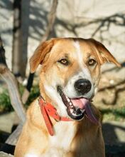 BHEJA, Hund, Mischlingshund in Bulgarien - Bild 1