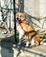 BHEJA, Hund, Mischlingshund in Bulgarien - Bild 2