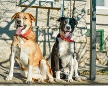 BHEJA, Hund, Mischlingshund in Bulgarien - Bild 3