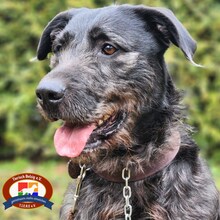 KIRA, Hund, Schnauzer-Mix in Schwielowsee - Bild 2