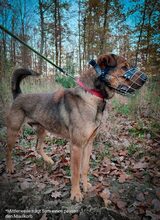 SAM, Hund, Shar Pei-Labrador-Mix in Schwielowsee - Bild 3
