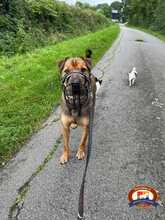 SAM, Hund, Shar Pei-Labrador-Mix in Schwielowsee - Bild 5