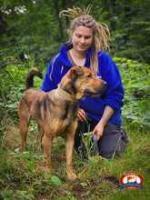 SAM, Hund, Shar Pei-Labrador-Mix in Schwielowsee - Bild 6