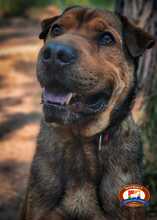 SAM, Hund, Shar Pei-Labrador-Mix in Schwielowsee - Bild 7