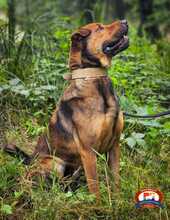 SAM, Hund, Shar Pei-Labrador-Mix in Schwielowsee - Bild 8