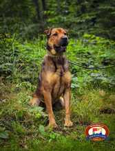 SAM, Hund, Shar Pei-Labrador-Mix in Schwielowsee - Bild 9