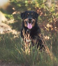 OSKAR, Hund, Berner Sennenhund in Schwielowsee - Bild 2