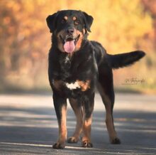 OSKAR, Hund, Berner Sennenhund in Schwielowsee - Bild 3