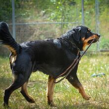 OSKAR, Hund, Berner Sennenhund in Schwielowsee - Bild 4