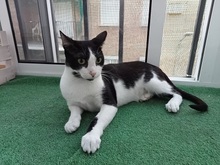 EVAN, Katze, Europäisch Kurzhaar in Spanien - Bild 8