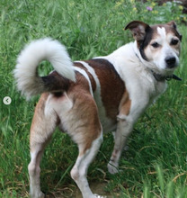 JOE, Hund, Mischlingshund in Linden - Bild 3