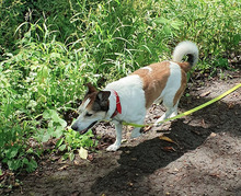 JOE, Hund, Mischlingshund in Linden - Bild 6