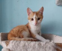 DJULIA, Katze, Europäisch Kurzhaar-Mix in Bulgarien - Bild 2