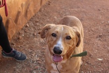 BERTO, Hund, Mischlingshund in Spanien - Bild 1