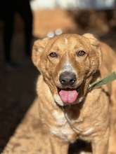 BERTO, Hund, Mischlingshund in Spanien - Bild 10