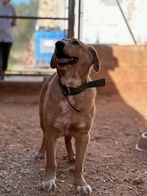 BERTO, Hund, Mischlingshund in Spanien - Bild 11