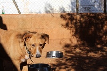 BERTO, Hund, Mischlingshund in Spanien - Bild 13