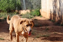 BERTO, Hund, Mischlingshund in Spanien - Bild 14