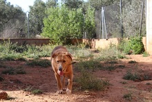 BERTO, Hund, Mischlingshund in Spanien - Bild 15