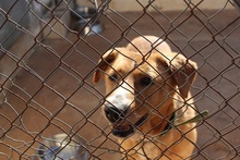 BERTO, Hund, Mischlingshund in Spanien - Bild 16