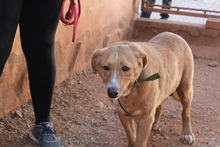 BERTO, Hund, Mischlingshund in Spanien - Bild 6