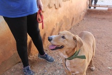 BERTO, Hund, Mischlingshund in Spanien - Bild 7