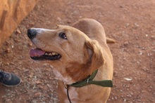 BERTO, Hund, Mischlingshund in Spanien - Bild 8