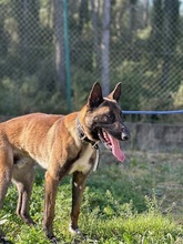 LUKE, Hund, Malinois in Spanien - Bild 1
