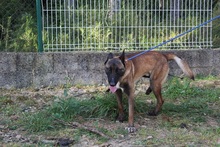 LUKE, Hund, Malinois in Spanien - Bild 10