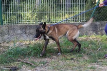 LUKE, Hund, Malinois in Spanien - Bild 11