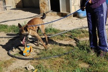 LUKE, Hund, Malinois in Spanien - Bild 13