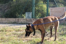 LUKE, Hund, Malinois in Spanien - Bild 4