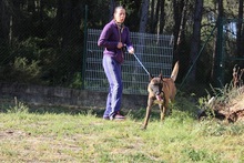 LUKE, Hund, Malinois in Spanien - Bild 6
