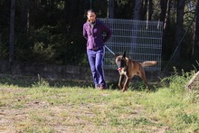 LUKE, Hund, Malinois in Spanien - Bild 7