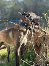 LUKE, Hund, Malinois in Spanien - Bild 8
