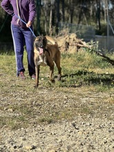 LUKE, Hund, Malinois in Spanien - Bild 9
